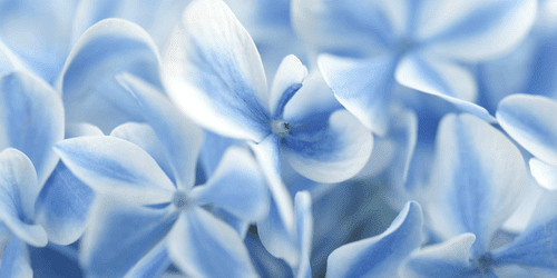 CANVAS PRINT BLUE-WHITE HYDRANGEA FLOWERS - PICTURES FLOWERS - PICTURES