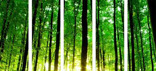 QUADRO IN 5 PARTI FORESTA VERDE - QUADRI DI NATURA E PAESAGGIO - QUADRI