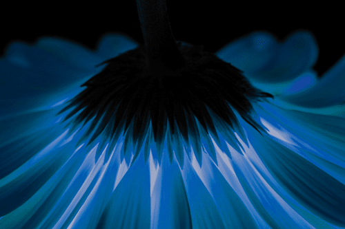 CANVAS PRINT BLUE GERBERA ON A DARK BACKGROUND - PICTURES FLOWERS - PICTURES