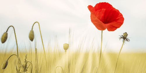 TABLEAU SUR TOILE – COQUELICOT SAUVAGE - TABLEAUX DE FLEURS - TABLEAUX