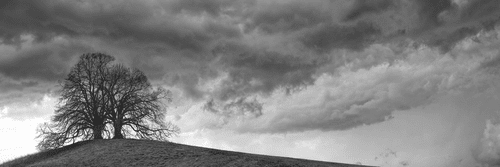 TABLEAU SUR TOILE – ARBRES SOLITAIRES EN NOIR ET BLANC - TABLEAUX EN NOIR ET BLANC - TABLEAUX