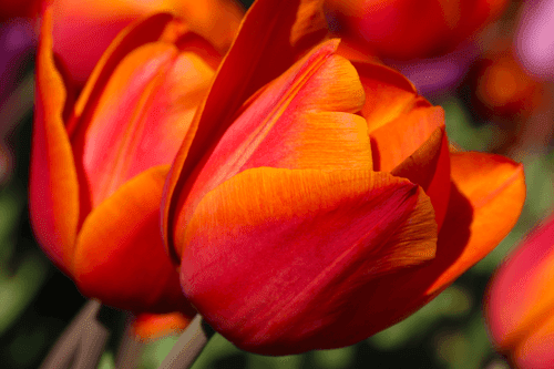 QUADRO BELLISSIMI TULIPANI SUL PRATO - QUADRI DI FIORI - QUADRI