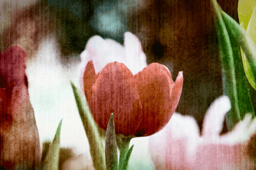 CANVAS PRINT MEADOW OF TULIPS IN RETRO STYLE - PICTURES FLOWERS - PICTURES