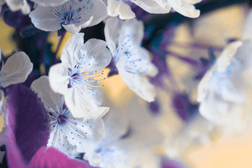 WANDBILD BLÜHENDER KIRSCHBLÜTENZWEIG - BILDER BLUMEN - BILDER