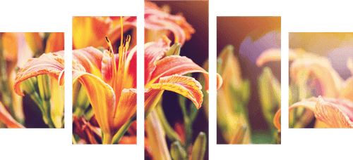 5-PIECE CANVAS PRINT BEAUTIFUL BLOOMING FLOWERS IN THE GARDEN - PICTURES FLOWERS - PICTURES