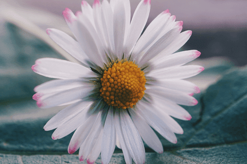 QUADRO BELLISSIMA MARGHERITA - QUADRI DI FIORI - QUADRI