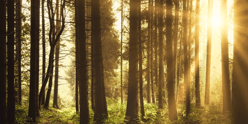 QUADRO FORESTA ILLUMINATA DAL SOLE - QUADRI DI NATURA E PAESAGGIO - QUADRI