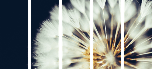 5-TEILIGES WANDBILD LÖWENZAHN AUF DUNKLEM HINTERGRUND - BILDER BLUMEN - BILDER