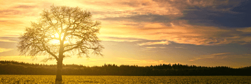 QUADRO DI UN ALBERO SOLITARIO - QUADRI DI NATURA E PAESAGGIO - QUADRI