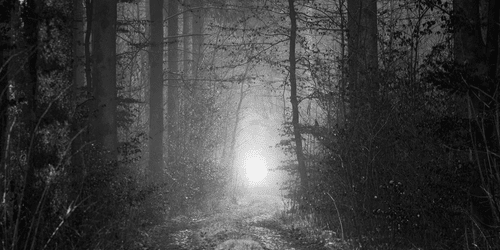 WANDBILD LICHT IM WALD IN SCHWARZ-WEISS - SCHWARZ-WEISSE BILDER - BILDER