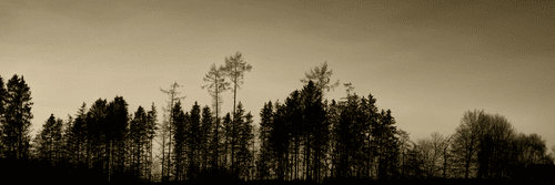 WANDBILD WALD IN SEPIA - SCHWARZ-WEISSE BILDER - BILDER