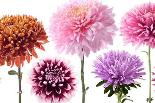 CANVAS PRINT DAHLIA FLOWERS IN A MULTI-COLORED DESIGN - PICTURES FLOWERS - PICTURES