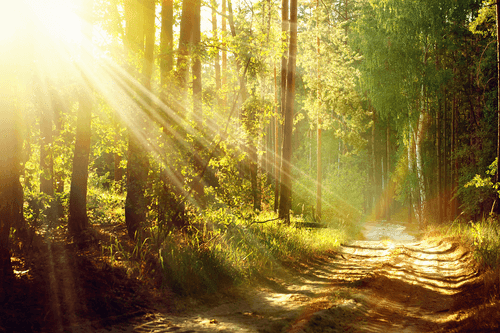 WANDBILD SONNENSTRAHLEN IM WALD - BILDER VON NATUR UND LANDSCHAFT - BILDER