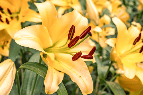 CANVAS PRINT YELLOW LILY - PICTURES FLOWERS - PICTURES