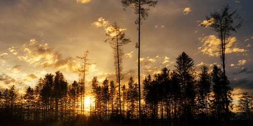 WANDBILD FRÜHER ABEND IM WALD - BILDER VON NATUR UND LANDSCHAFT - BILDER