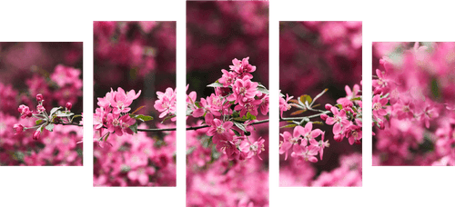 QUADRO IN 5 PARTI DETTAGLIO DI FIORE DI CILIEGIO - QUADRI DI FIORI - QUADRI