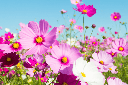 WANDBILD WIESE MIT FRÜHLINGSBLUMEN - BILDER BLUMEN - BILDER