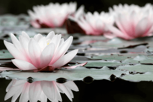 CANVAS PRINT LOTUS FLOWER - PICTURES FLOWERS - PICTURES