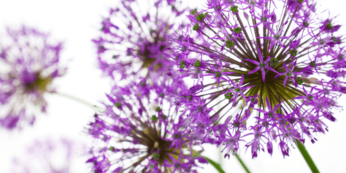 QUADRO FIORI DELL'AGLIO VIOLA CHE SBOCCIANO - QUADRI DI FIORI - QUADRI