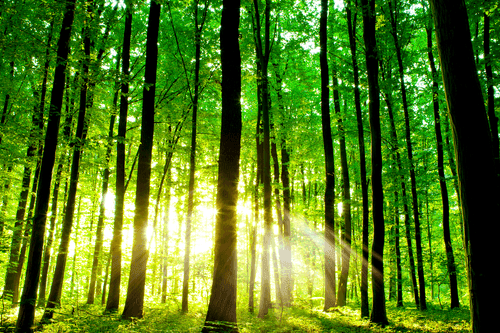 QUADRO LUSSUREGGIANTE FORESTA VERDE - QUADRI DI NATURA E PAESAGGIO - QUADRI