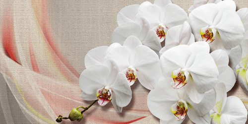 WANDBILD WEISSE ORCHIDEE AUF LEINWAND - BILDER BLUMEN - BILDER