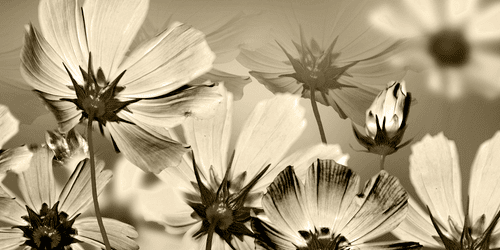 CANVAS PRINT GARDEN FLOWERS IN SEPIA DESIGN - BLACK AND WHITE PICTURES - PICTURES