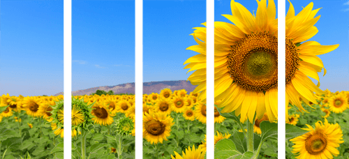 5-TEILIGES WANDBILD FELD MIT SONNENBLUMEN - BILDER BLUMEN - BILDER