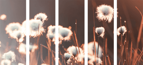 5-PIECE CANVAS PRINT COTTON GRASS - PICTURES OF NATURE AND LANDSCAPE - PICTURES