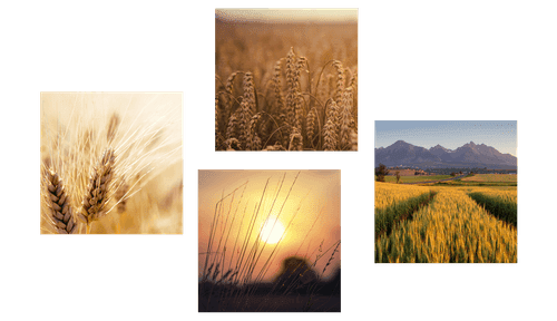 BILDER-SET MAGIE DER NATUR - BILDERSETS - BILDER