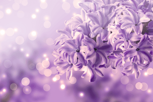 CANVAS PRINT PURPLE LILAC FLOWER - PICTURES FLOWERS - PICTURES