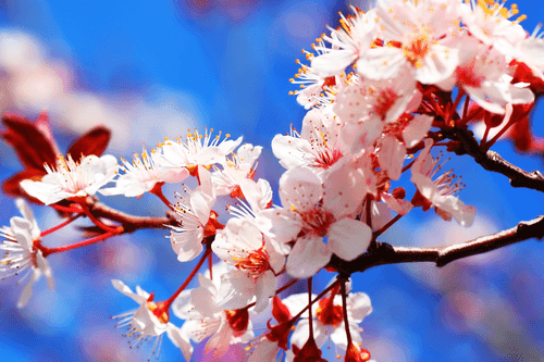 CANVAS PRINT SPRING CHERRY BLOSSOMS - PICTURES FLOWERS - PICTURES