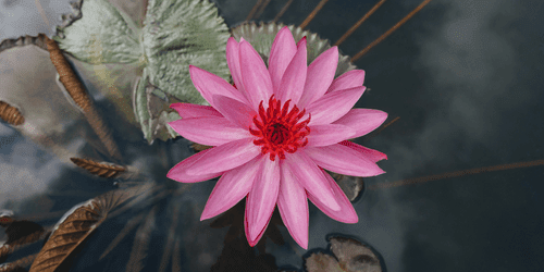 CANVAS PRINT CHARMING LOTUS FLOWER - PICTURES FLOWERS - PICTURES