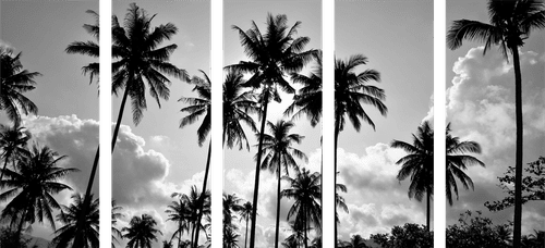 5-PIECE CANVAS PRINT OF COCONUT TREES ON A BEACH IN BLACK AND WHITE - BLACK AND WHITE PICTURES - PICTURES