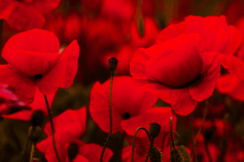 CANVAS PRINT FIELD OF WILD POPPIES - PICTURES FLOWERS - PICTURES