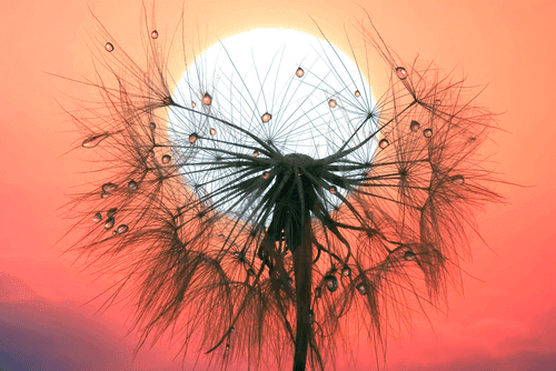 CANVAS PRINT DANDELION AT SUNSET - PICTURES FLOWERS - PICTURES