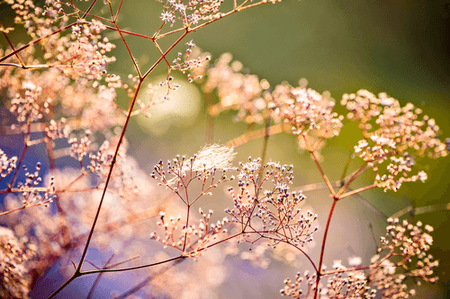 CANVAS PRINT FLORAL STILL LIFE - PICTURES OF NATURE AND LANDSCAPE - PICTURES