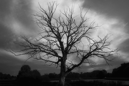 CANVAS PRINT BLACK AND WHITE TREE ON THE MEADOW - BLACK AND WHITE PICTURES - PICTURES