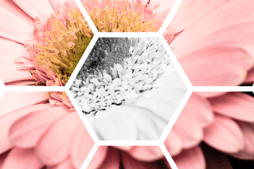 CANVAS PRINT GERBERA IN A HEXAGON - PICTURES FLOWERS - PICTURES