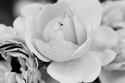 IMPRESSION SUR TOILE PLEIN DE ROSES EN NOIR ET BLANC - IMPRESSIONS SUR TOILE NOIR ET BLANC - IMPRESSION SUR TOILE