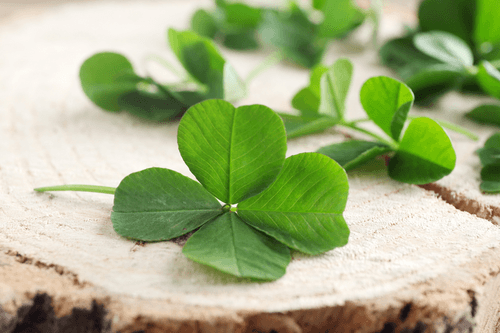 CANVAS PRINT OF GREEN FOUR-LEAF CLOVERS - STILL LIFE PICTURES - PICTURES