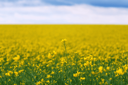 CANVAS PRINT YELLOW FIELD - PICTURES OF NATURE AND LANDSCAPE - PICTURES