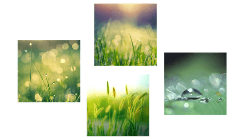 CANVAS PRINT SET MORNING DEW ON A MEADOW - SET OF PICTURES - PICTURES