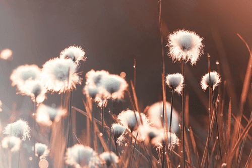 CANVAS PRINT COTTON GRASS - PICTURES OF NATURE AND LANDSCAPE - PICTURES