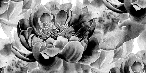 CANVAS PRINT PEONIES IN BLACK AND WHITE - BLACK AND WHITE PICTURES - PICTURES