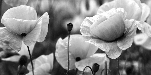 WANDBILD WUNDERSCHÖNES MOHNBLUMENFELD IN SCHWARZ-WEISS - SCHWARZ-WEISSE BILDER - BILDER