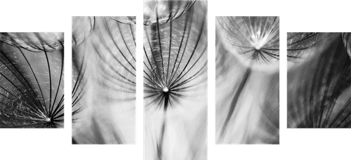 5-PIECE CANVAS PRINT DANDELION IN BLACK AND WHITE - BLACK AND WHITE PICTURES - PICTURES