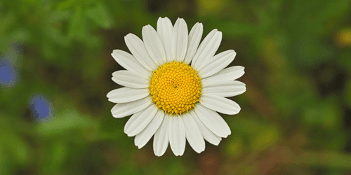 TABLEAU SUR TOILE – FLEUR DE MARGUERITE - TABLEAUX DE FLEURS - TABLEAUX
