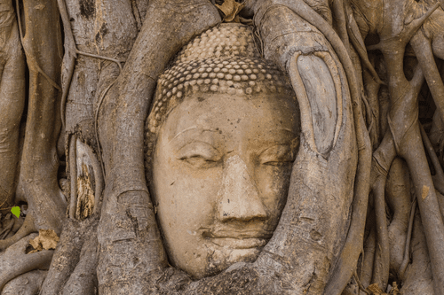 QUADRO SACRO ALBERO DI FICHI DI BUDDHA - QUADRI FENG SHUI - QUADRI