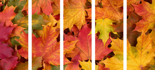 5-TEILIGES WANDBILD HERBSTBLÄTTER - STILLLEBEN-BILDER - BILDER