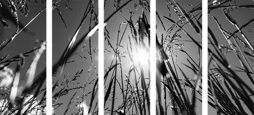 5-PIECE CANVAS PRINT FIELD GRASS IN BLACK AND WHITE - BLACK AND WHITE PICTURES - PICTURES